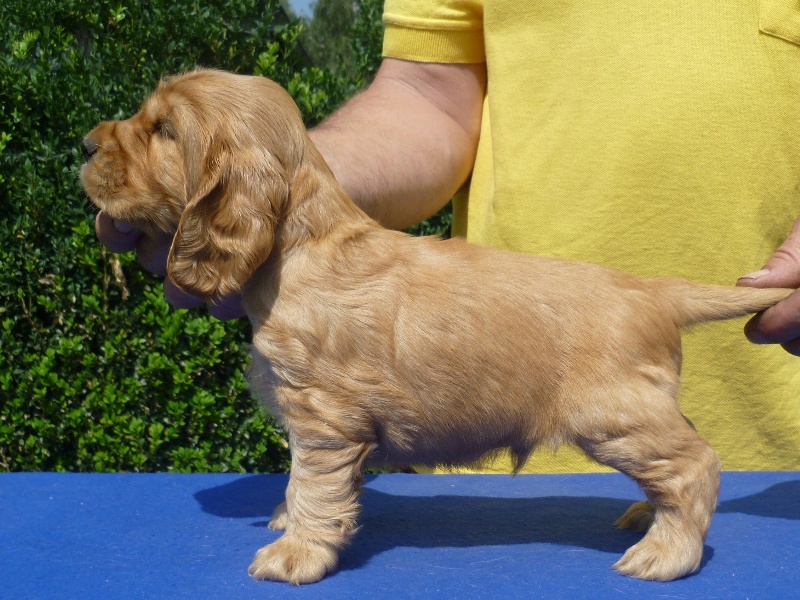 24. Glen pod Ořechem-tm. zelená.JPG